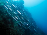 Diving Krk, color