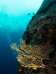 Diving Krk, color