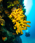 Diving Krk 2022