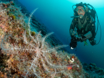 Diving Krk 2022