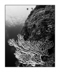 Diving KRK, monochrome