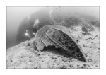 Wrack, monochrome