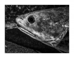 Diving KRK, monochrome