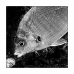 Diving KRK, monochrome