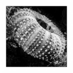 Seeigelskelett, monochrome