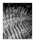 Seeigel, monochrome