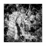 Seepferdchen, monochrome