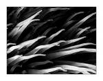 Anemone, monochrome