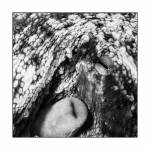 Octopus, monochrome