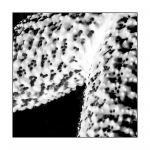 Seestern, monochrome