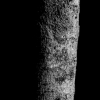 Feierabendbuche