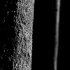Feierabendbuche