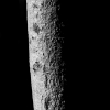Feierabendbuche
