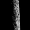 Feierabendbuche