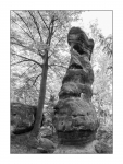 Felsiger Wald