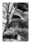 Felsiger Wald