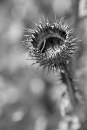 Freinsheim