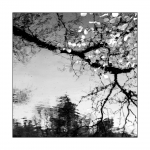 Frühling am Spießweiher