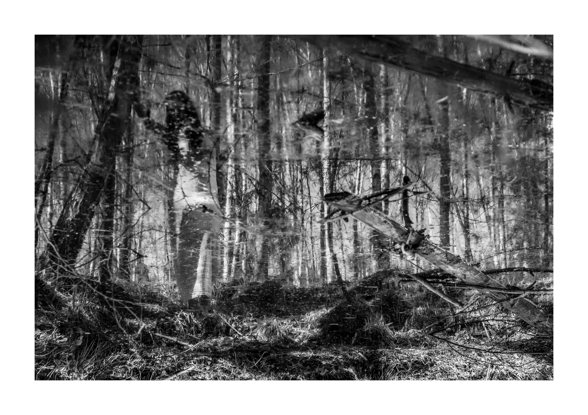 Frühlingsmärchen im Birkenwald