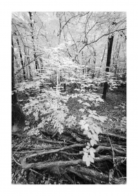 Frühlingswald - IR
