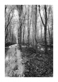 Frühlingswald - IR