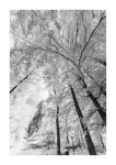 Frühlingswald - IR
