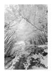 Frühlingswald - IR