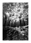 Frühlingswald - IR