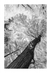 Frühlingswald - IR