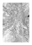 Frühlingswald - IR