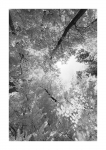 Frühlingswald - IR