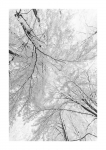 Frühlingswald - IR
