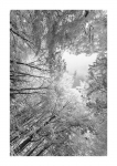 Frühlingswald - IR