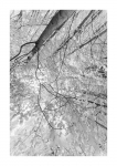Frühlingswald - IR