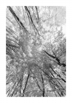 Frühlingswald - IR