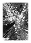 Frühlingswald - IR