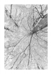 Frühlingswald - IR