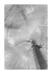 Frühlingswald - IR