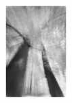 Frühlingswald - IR