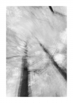 Frühlingswald - IR
