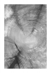 Frühlingswald - IR