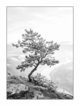 Frühmorgens auf dem Lilienstein