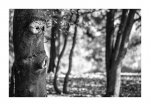 Gesicht des Herbstes