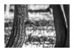 Gesicht des Herbstes