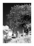Glasgow Necropolis