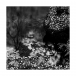 Herbst am Bach