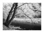 Am Bach