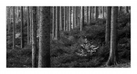 Im sterbenden Wald