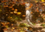 Herbstfarben