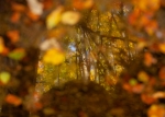 Herbstfarben